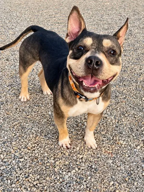 An adult medium-sized female Tricolor (Brown, Black, & White) American Bully dog named Dee for adoption in Lacon, IL