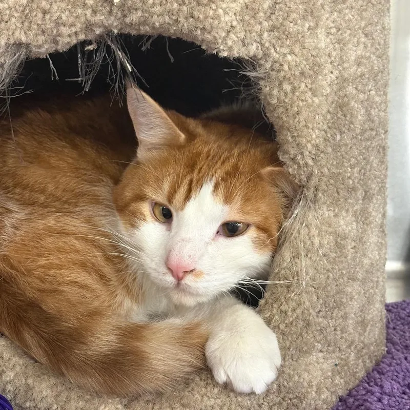 An adult large-sized male Orange / Red Domestic Short Hair cat named Hades for adoption in Waynesboro, PA