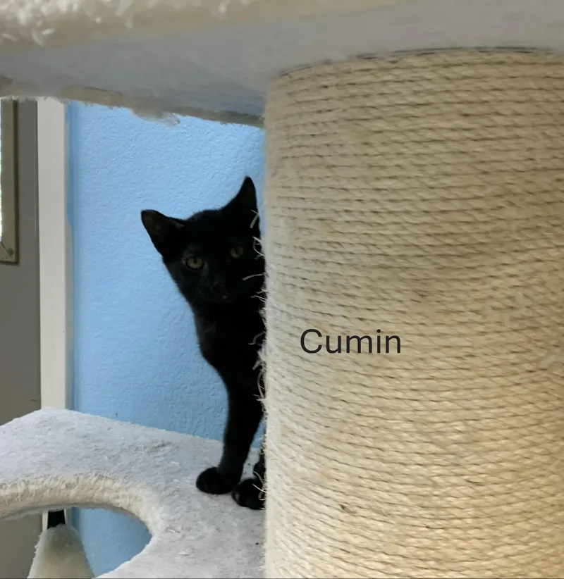 Cumin