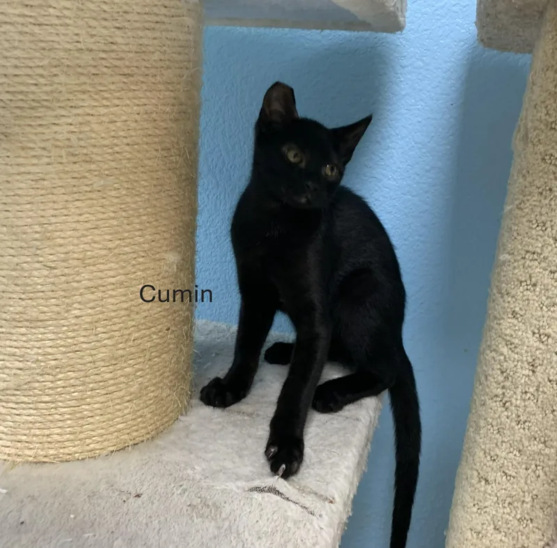 Cumin thumbnail 2