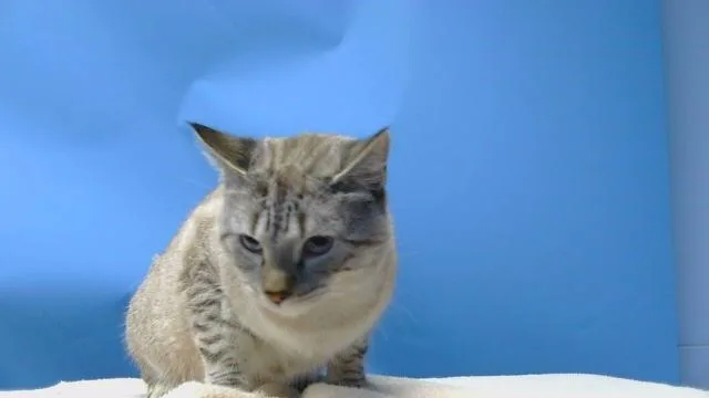 A young medium-sized male Domestic Short Hair cat named Nimbus for adoption in Gardena, CA