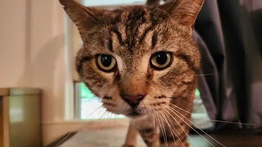 A senior large-sized male Tabby (Brown / Chocolate) Domestic Short Hair cat named Lil Man for adoption in Raleigh, NC