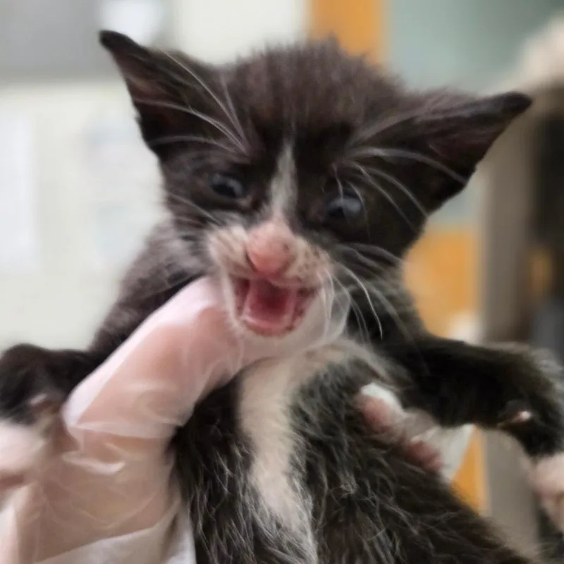 A baby small-sized female Brown / Chocolate Domestic Short Hair cat named Tawny Rocket for adoption in Charleston, WV