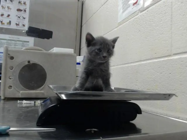 A baby small-sized male Domestic Short Hair cat named Jerad for adoption in Fayetteville, NC