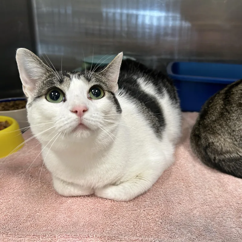 An adult medium-sized female Tabby (Brown / Chocolate) Domestic Short Hair cat named Zeta & Theta for adoption in La Grange Park, IL