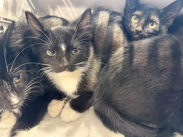 A baby small-sized male Domestic Short Hair cat named Donald for adoption in Garland, TX