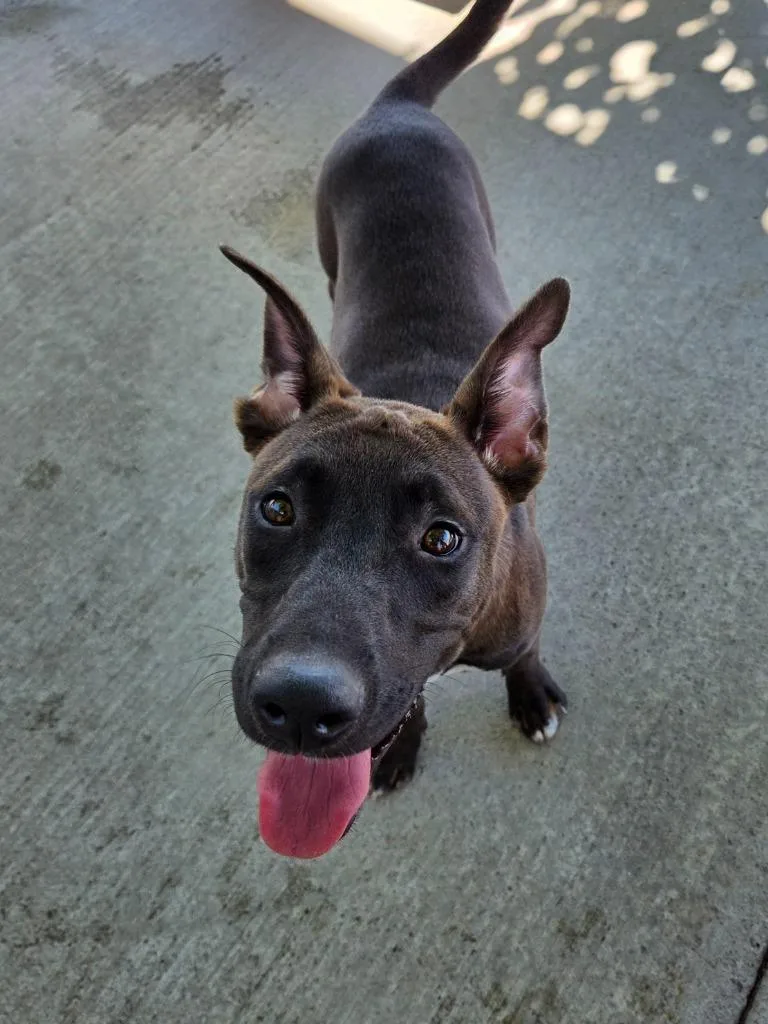 A baby medium-sized male Shepherd dog named Johnny for adoption in Twentynine Palms, CA