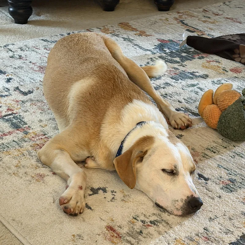 A young medium-sized male Yellow / Tan / Blond / Fawn Labrador Retriever dog named Buffalo Bill for adoption in Columbia, SC