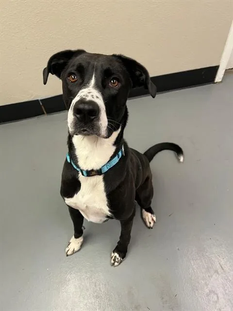 A young large-sized male Black Great Dane dog named Gene for adoption in Phoenix, OR