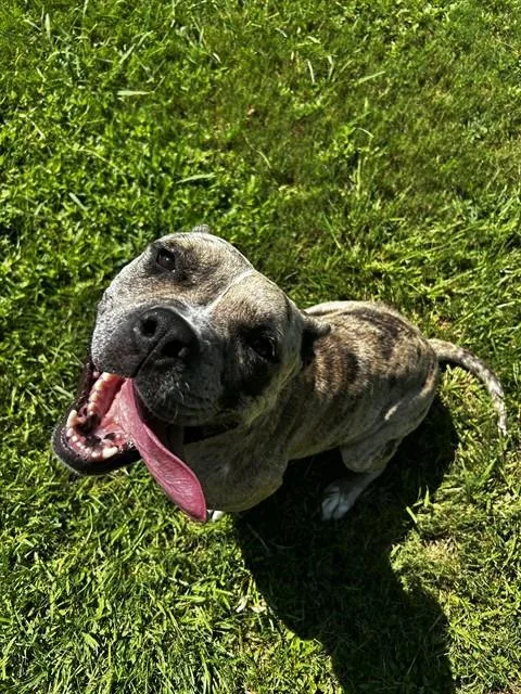 An adult large-sized female Staffordshire Bull Terrier dog named Tasha for adoption in Appling, GA