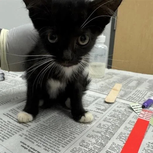A baby small-sized female Black Domestic Short Hair cat named Cider for adoption in Jacksonville, FL