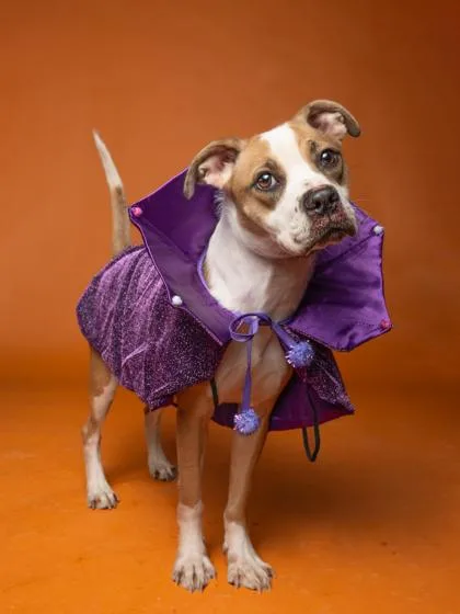 An adult medium-sized female Pit Bull Terrier dog named Barb for adoption in Atlanta, GA