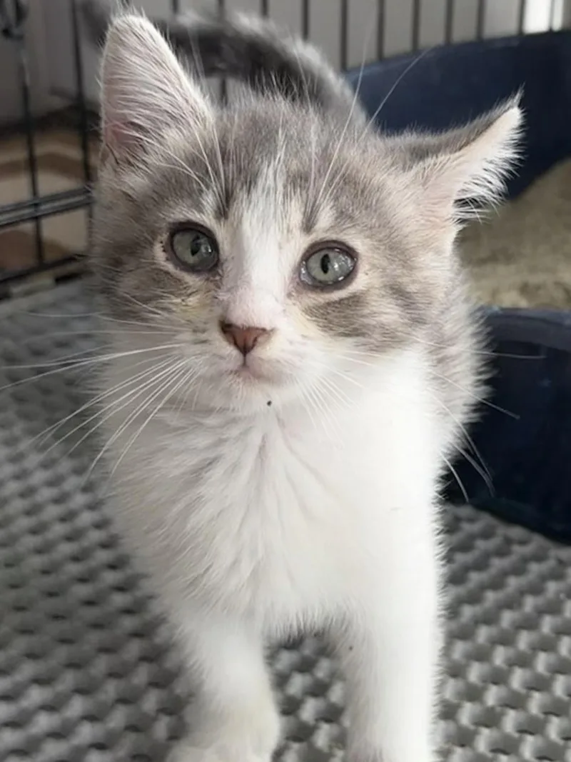 A baby small-sized female Domestic Short Hair cat named Squeaky for adoption in Hershey, PA