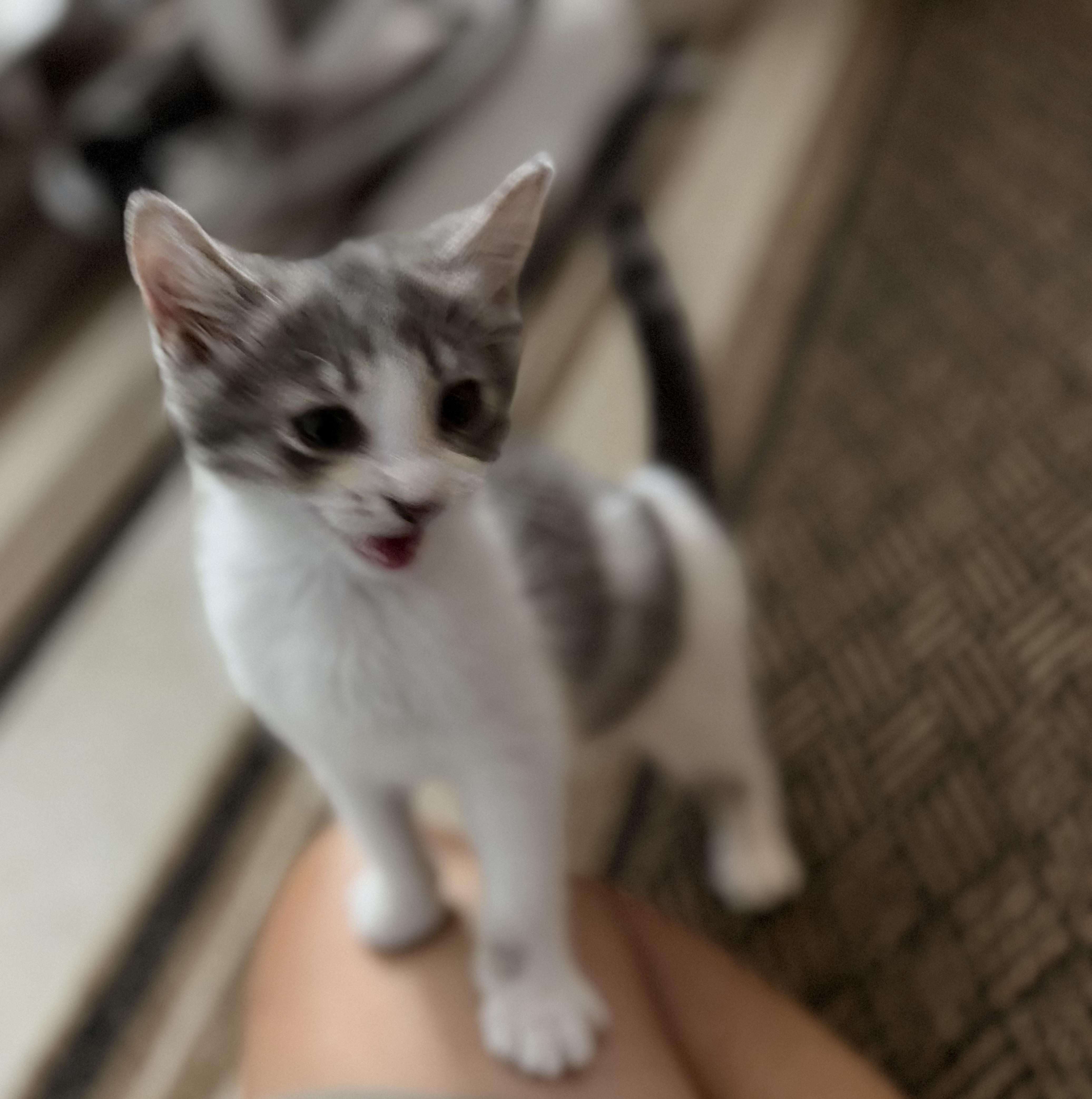 Squeaky thumbnail 3