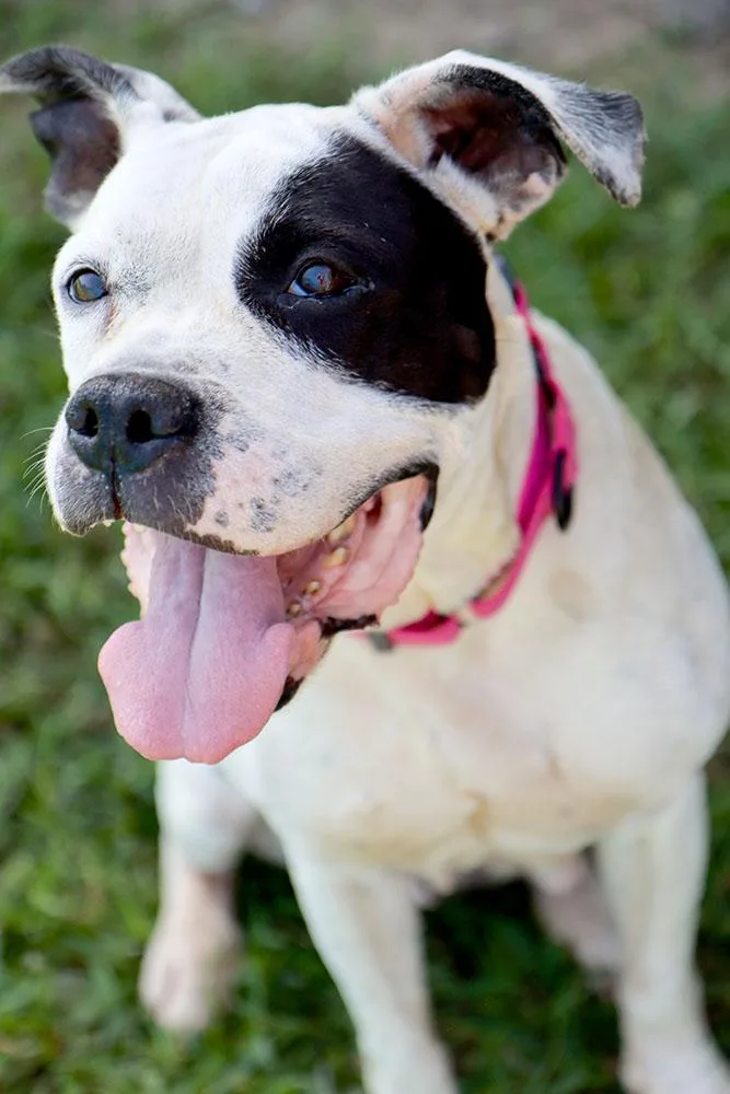 A senior medium-sized female Black Boxer dog named Lucy for adoption in Kansas City, KS