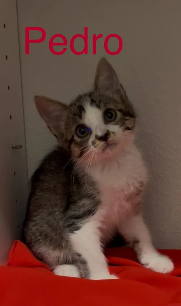 Pedro