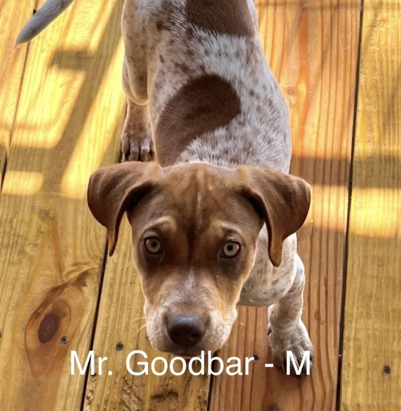 A baby medium-sized male Black Mixed Breed dog named Mr. Goodbar for adoption in Parma, OH
