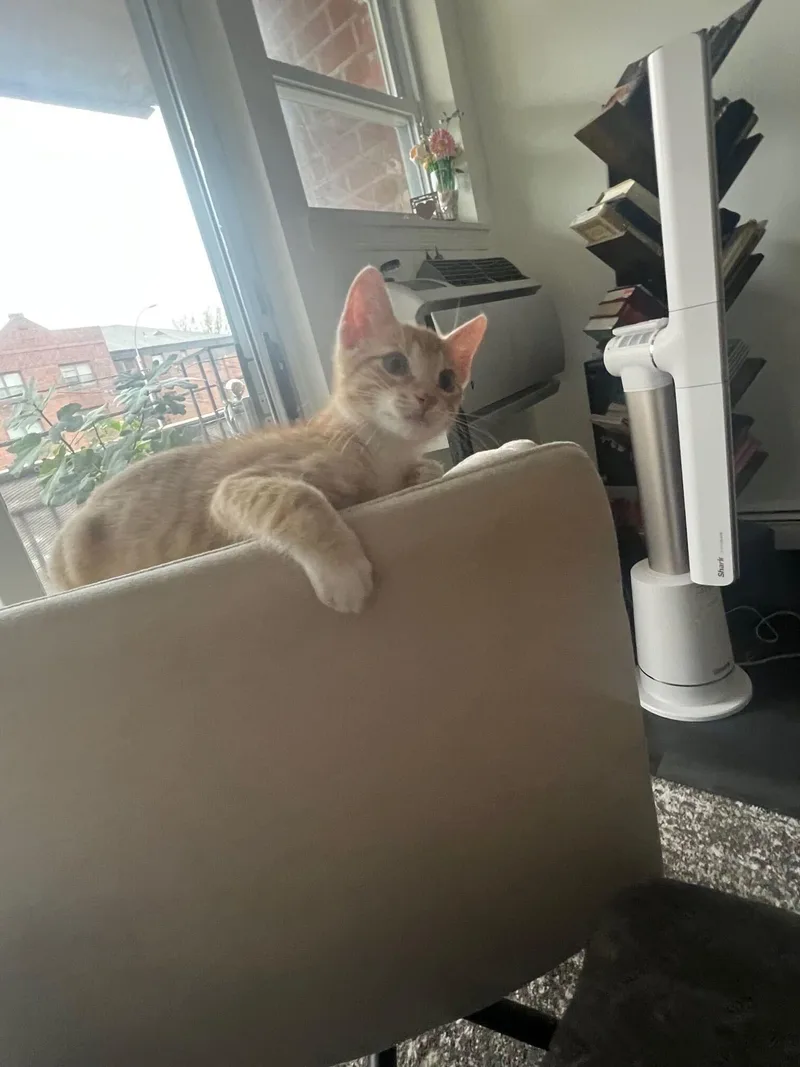 A baby small-sized male Orange & White Domestic Short Hair cat named Creamsicle for adoption in Long Island City, NY