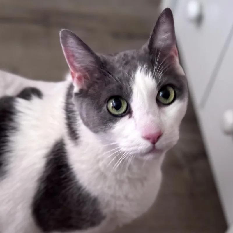 A senior small-sized male Gray / Blue / Silver Domestic Short Hair cat named Mccain for adoption in Los Angeles, CA