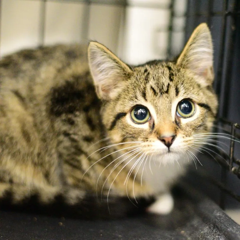 A baby small-sized male Black Domestic Short Hair cat named Cherry for adoption in Idaho Falls, ID