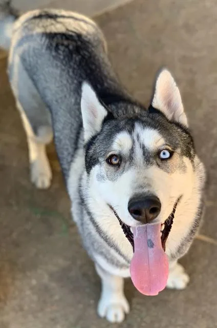 A young medium-sized male Siberian Husky dog named Rick for adoption in Riverside, CA