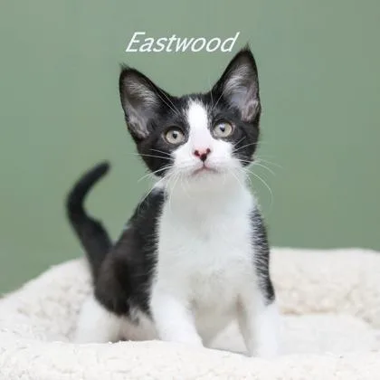 Eastwood