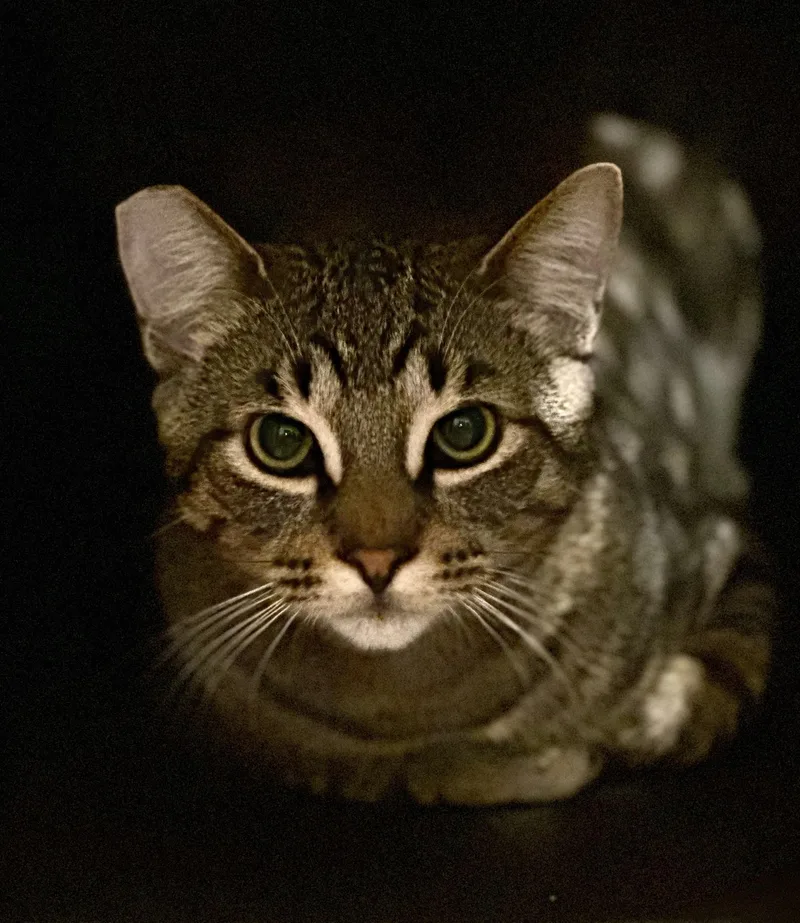 An adult medium-sized male Tabby (Tiger Striped) Domestic Short Hair cat named Claudio for adoption in Silverton, OR