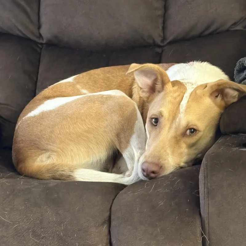 A baby medium-sized female Mixed Breed dog named Mona for adoption in tampa, FL