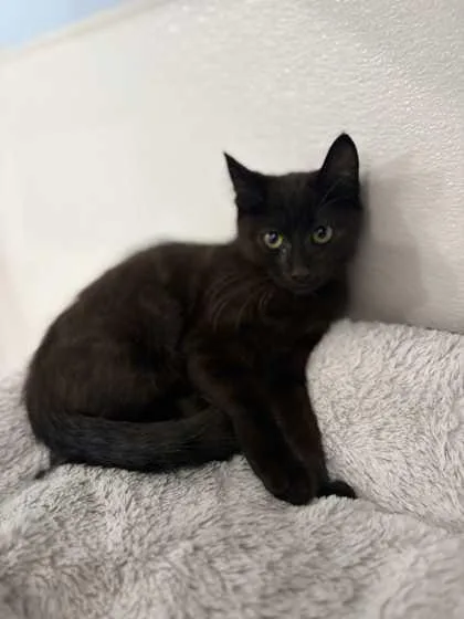 A young small-sized male Domestic Short Hair cat named Ringo for adoption in Mount Pleasant, IA