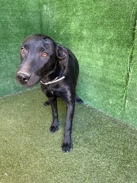 A young medium-sized female Labrador Retriever dog named Brisa for adoption in Lancaster, CA
