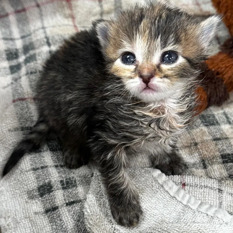A baby small-sized female Torbie Domestic Short Hair cat named Lemon for adoption in Defiance, OH