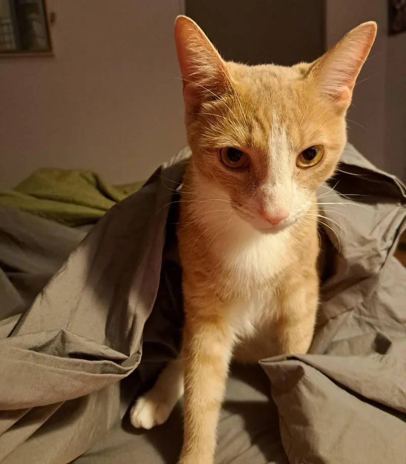 An adult medium-sized male Orange & White Domestic Short Hair cat named Handsome Chase for adoption in New York, NY