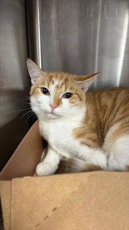 A baby small-sized male Domestic Short Hair cat named Rocky for adoption in West Chester, PA