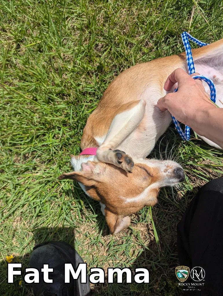 A young medium-sized female Chihuahua dog named Fat Mama for adoption in Rocky Mount, NC
