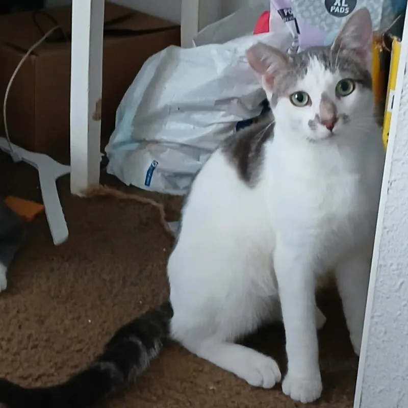 A baby small-sized male White Domestic Short Hair cat named Stormy for adoption in Garden Grove, CA