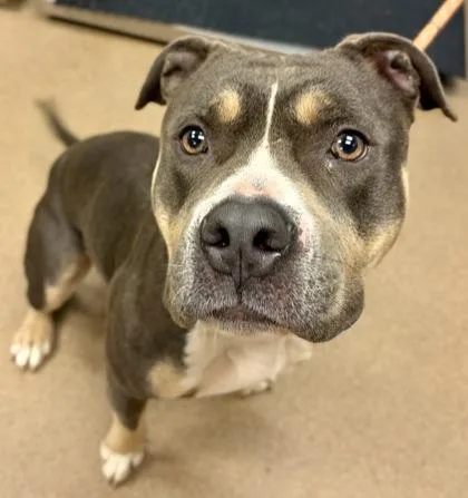 An adult large-sized male Mixed Breed dog named Bruster for adoption in Chamblee, GA