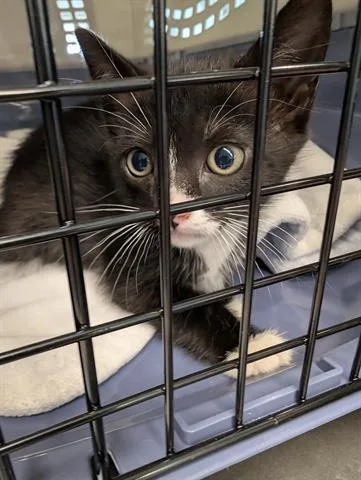 A baby small-sized male Domestic Short Hair cat named Pascal for adoption in San Martin, CA