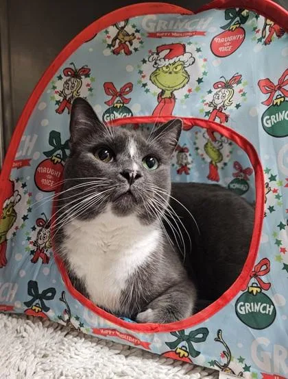 An adult small-sized male Domestic Short Hair cat named Smokey for adoption in Phoenix, AZ