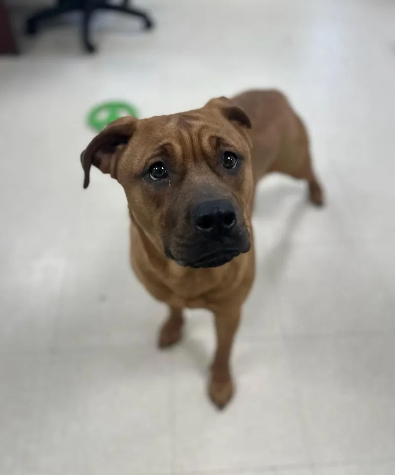 Hyacinth thumbnail 2