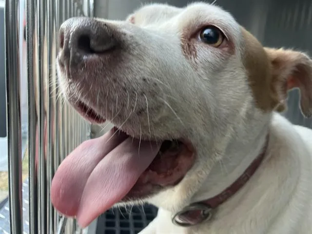 A senior medium-sized female Mixed Breed dog named Carli for adoption in Dallas, TX