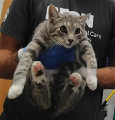 A young small-sized male Domestic Short Hair cat named Kirby for adoption in Albuquerque, NM