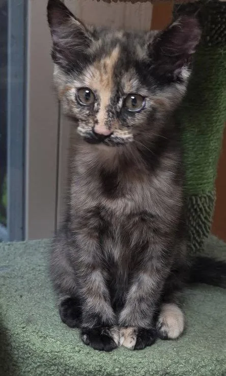 A young medium-sized female Tortoiseshell cat named Myrtle for adoption in Cypress, TX