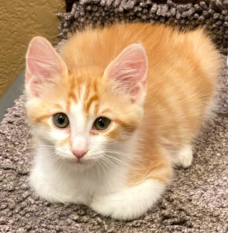 A young medium-sized male Domestic Short Hair cat named River for adoption in Phoenix, AZ