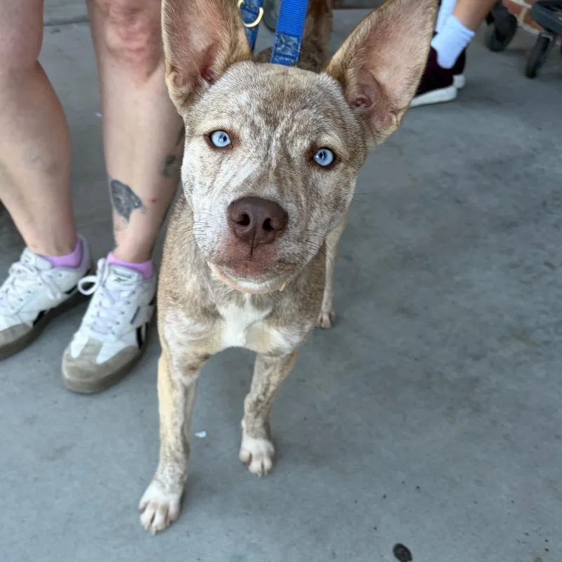 A young small-sized female Brindle Husky dog named Nova for adoption in Winder, GA