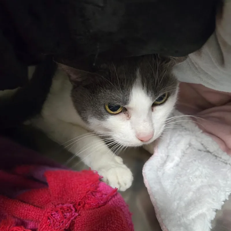An adult medium-sized female White Domestic Short Hair cat named Trixie for adoption in San Jacinto, CA