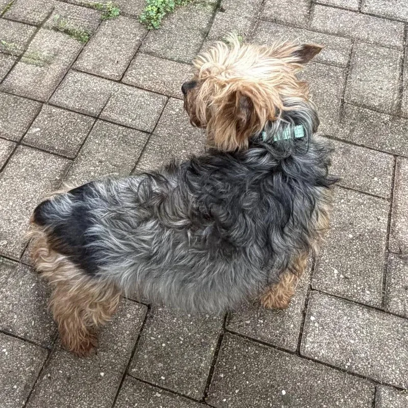 An adult small-sized female Gray / Blue / Silver Yorkshire Terrier dog named Marilyn Monroe for adoption in St. Charles, IL
