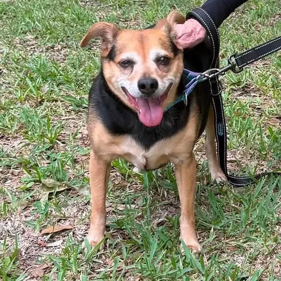 A senior medium-sized female Black Beagle dog named Persephone for adoption in Sarasota, FL
