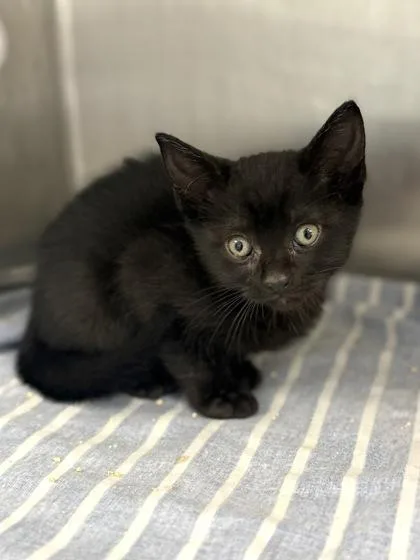A baby small-sized female Domestic Short Hair cat named Dunkin Delight for adoption in West Chester, PA