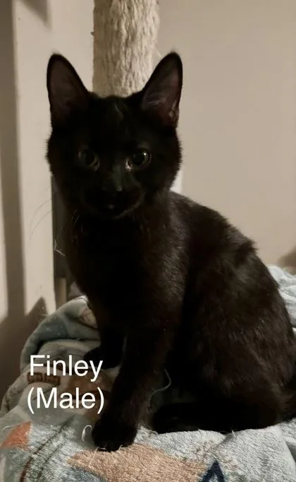 Finley