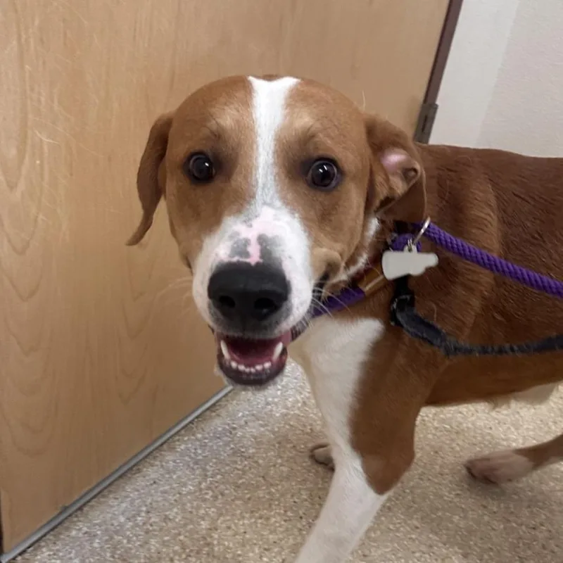 An adult large-sized male Brown / Chocolate Mixed Breed dog named Mickey for adoption in Reno, NV